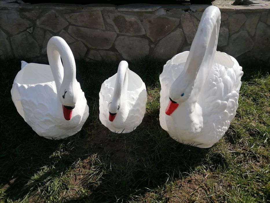 Ghiveci flori lebădă