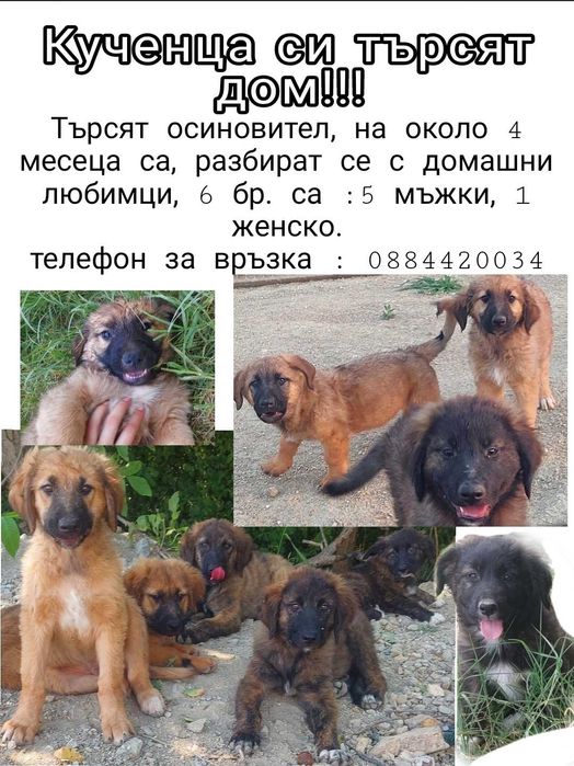 Кученца си търсят дом !