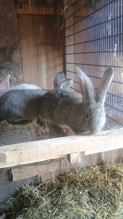 Белгийски великан