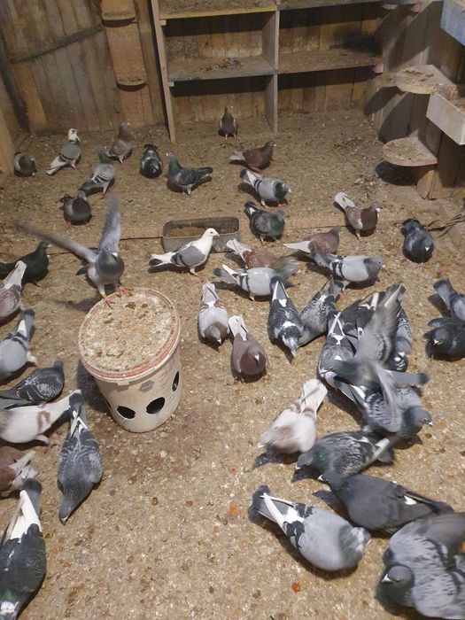 Vând porumbei voiajori