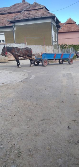 Cal cu cărută cu tot!!