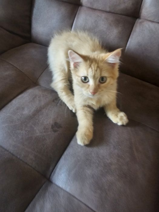 Котёнок рыжий сибиряк