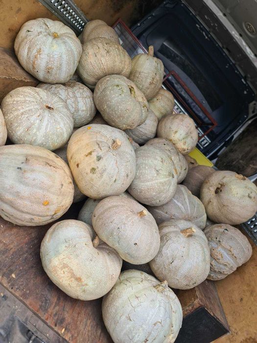 Кестенова Тиква Голяма перфектно съхранена