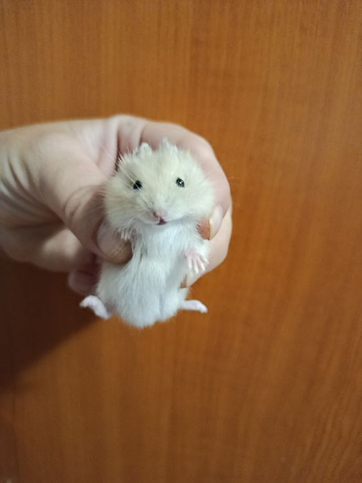 Vând pui de hamsteri, 4 săptămâni, portocaliu și gri închis