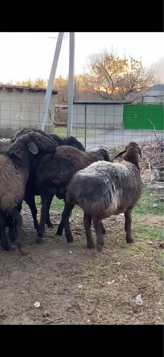 9 бас қошқар семіз