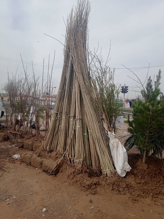 Xar xil turdagi daraxt bor