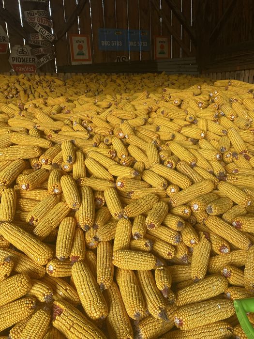 Vand borumb boabe sau stiulete