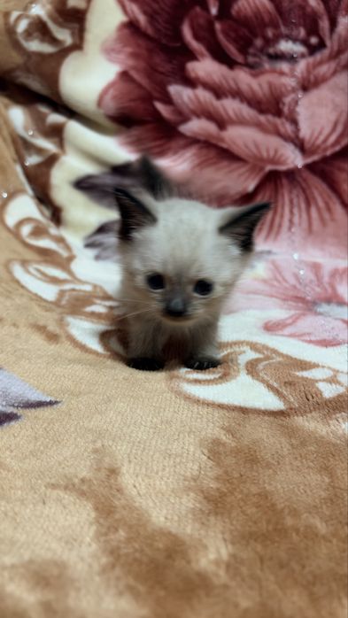 Вислоухие котята