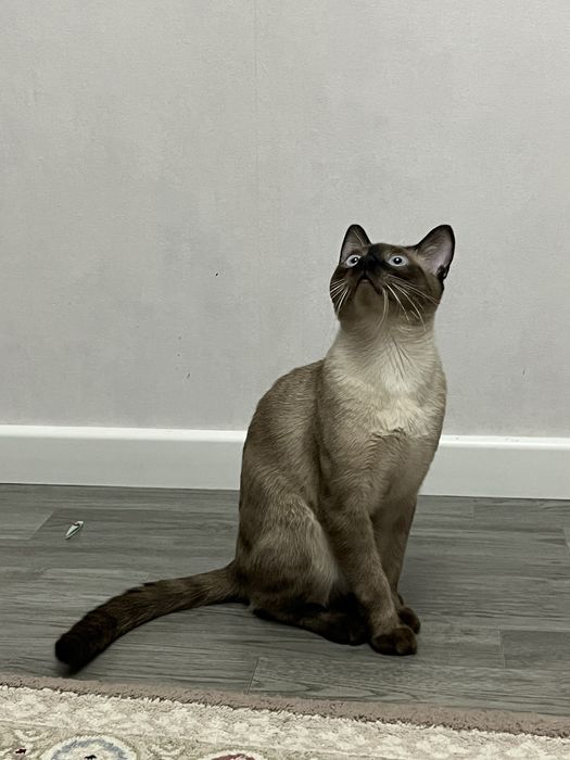 Отдам кота в добрые руки