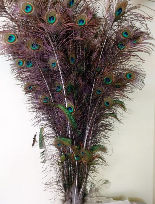 Продам перья павлина.