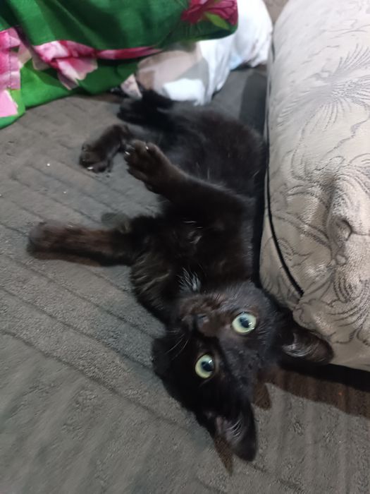 Отдам кошечку (котенок)