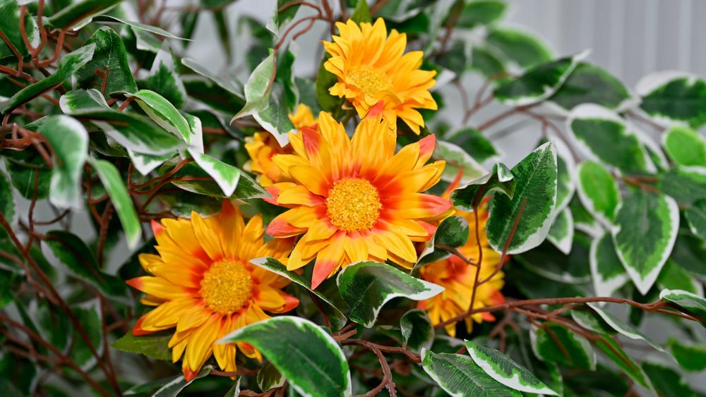 Plante si copaci artificiali + Cadou