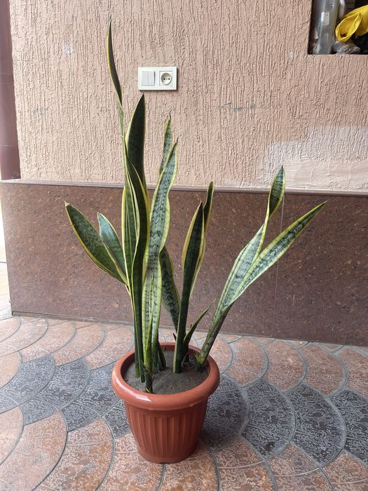 Продаю  домашние цветы , для офиса