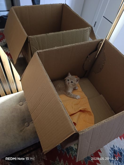 Котенок отдам бесплатно