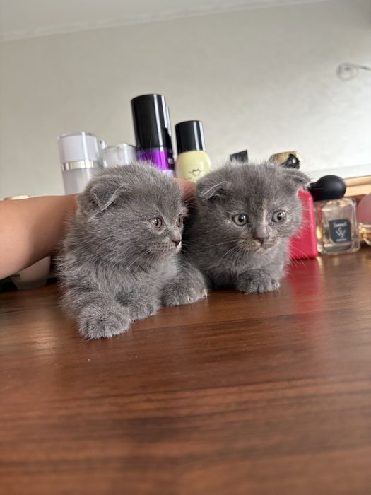 Породистые котят продается недорого