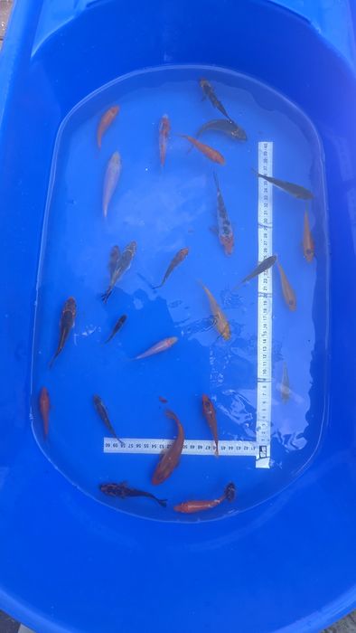 Crap koi puiet 6-10cm