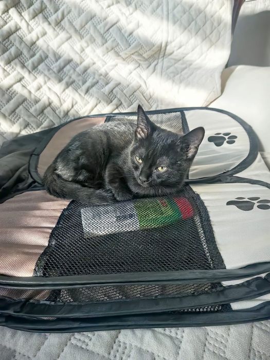 Отдам котика в добрые руки