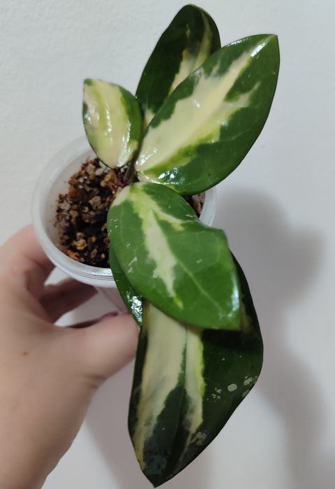 Хойя разные сорта