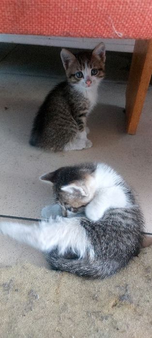 Отдам котят в хорошие руки