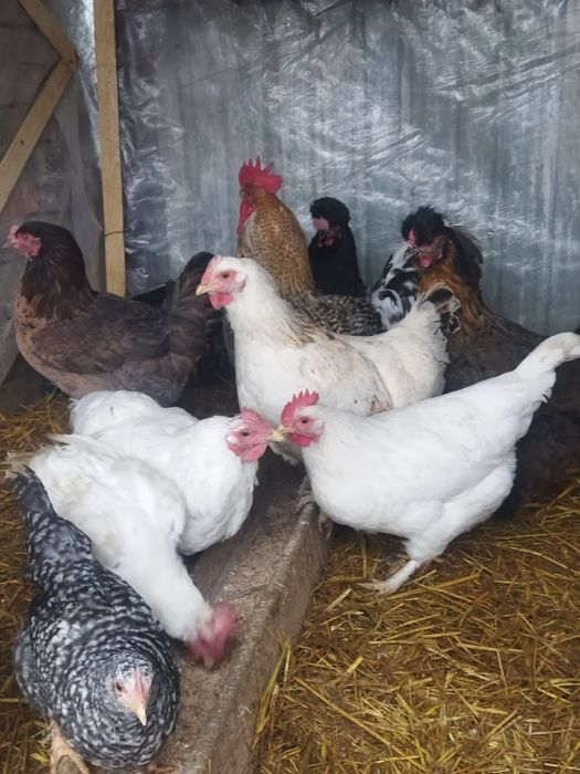 Продам куры домашние