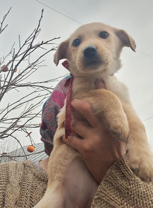 Dragi Prieteni cu Suflet Nobil  Zoro Luna și Atlas sunt la Adoptie.