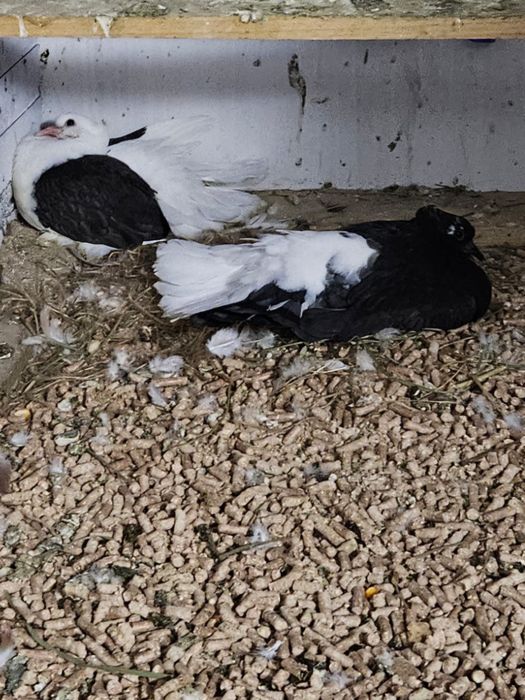 Vand porumbei rotati indieni (2024/2025)