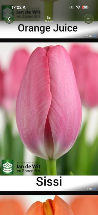 Тюльпаны оптом.