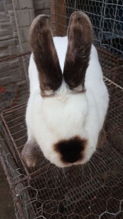 Iepuri maturi California