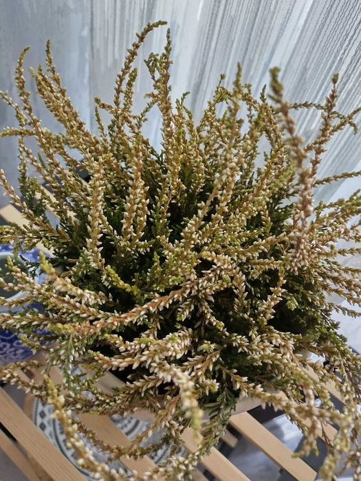 красиво непретенциозно стайно растение