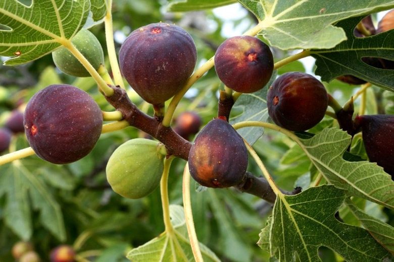 Көшет бар. Көшеттер. Бар