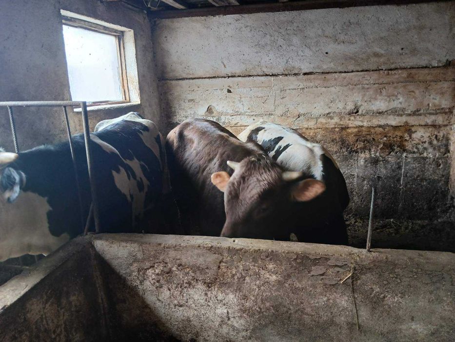 Продавам добре гледани БИО телета