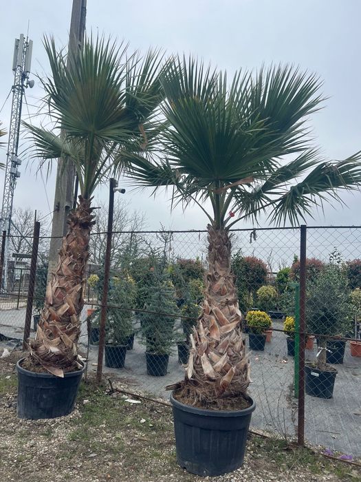 Maslin bonsai și plante ornamentale