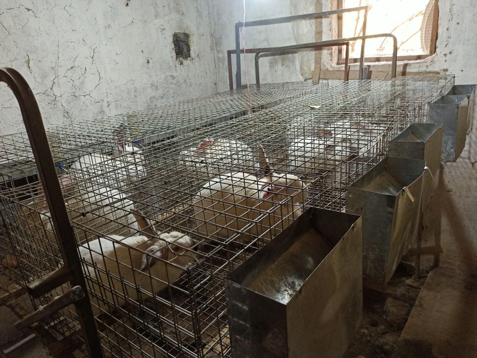 Assalomu alaykum Kaliforniya zotli quyonlar sotiladi. Narxi 350 soʻmda