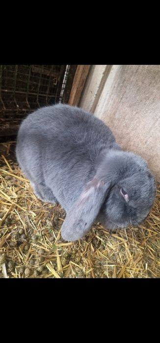 Iepuri din rasa berbec, de vanzare!