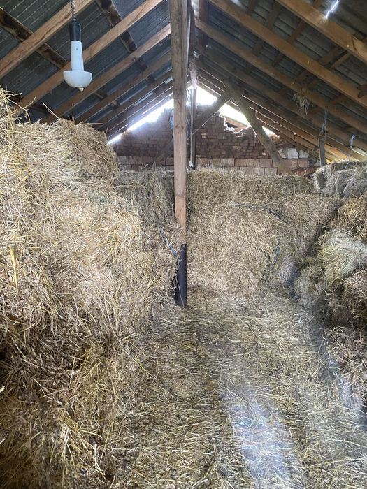 Vand baloți lucernă.