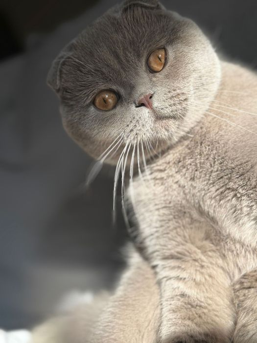 Scottish Fold Lilac – Motan pentru montă