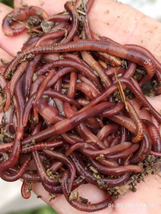 Kaliforniya chuvalchanglari hamyonbop narxda.