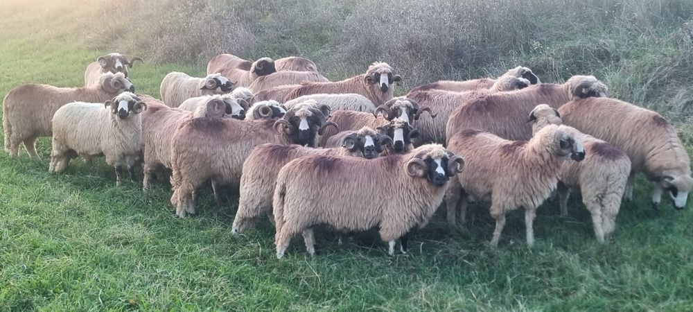 Berbeci brezi de vanzare