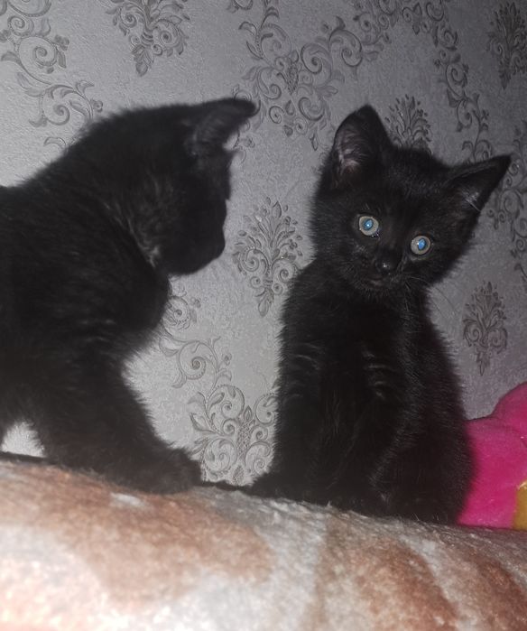 Отдам котят  бесплатно