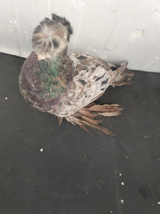 Көгершін сатылады