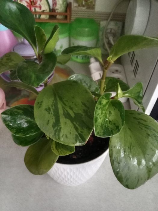 Пеперомия вариегатная продам