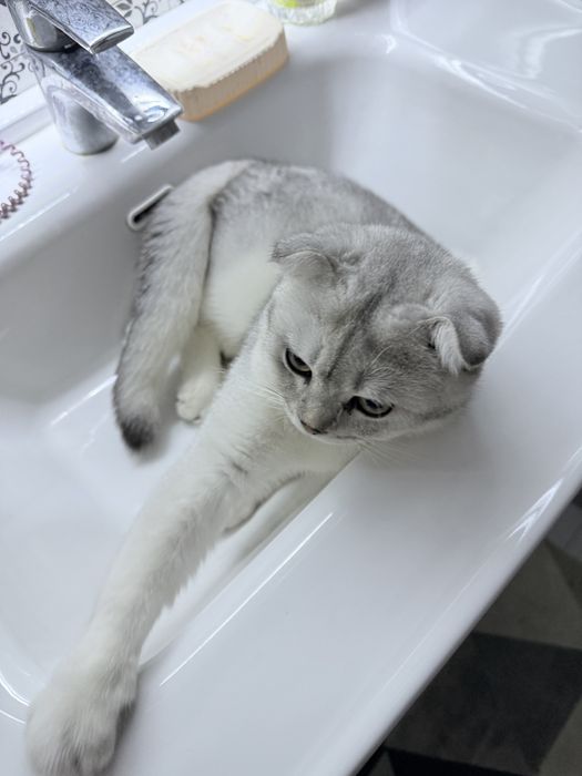 Красавец ищет невесту! Xotin qidirvomiza mujikchaga!