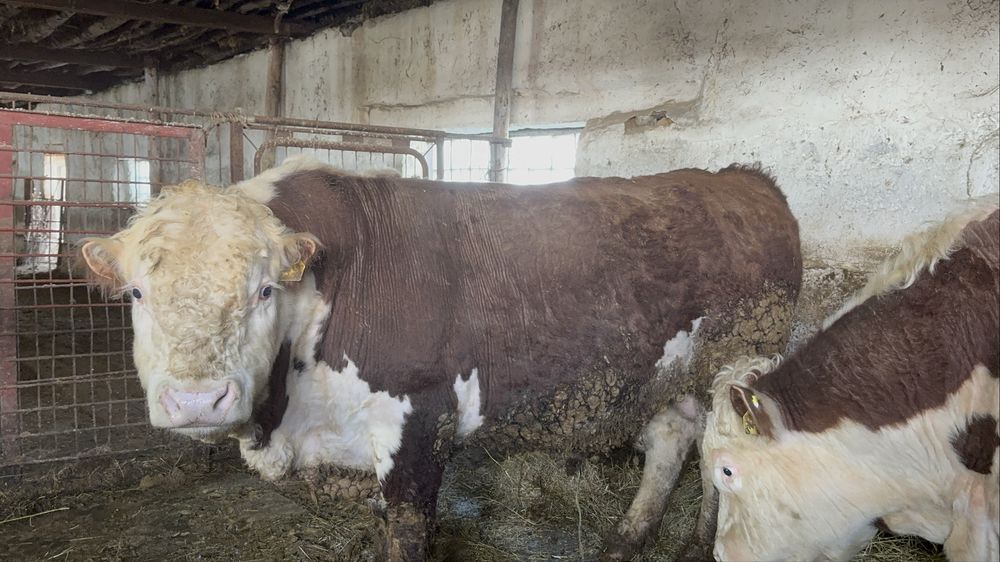 Акбас бука сатылады