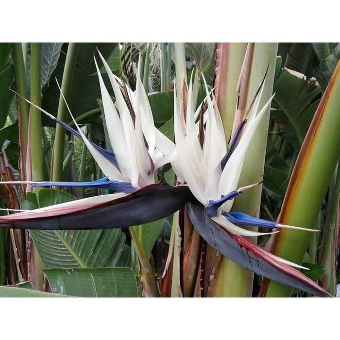 Стрелиция Налични 2 вида