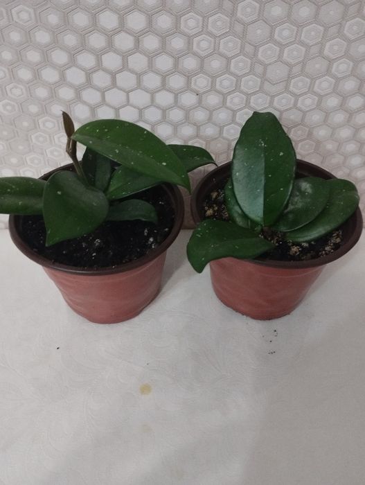 Комнатные растения, район Евразии