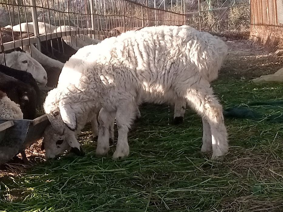 2 ta qochqorcha sotiladi shirboz