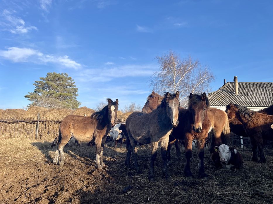 Жеребчики на племя