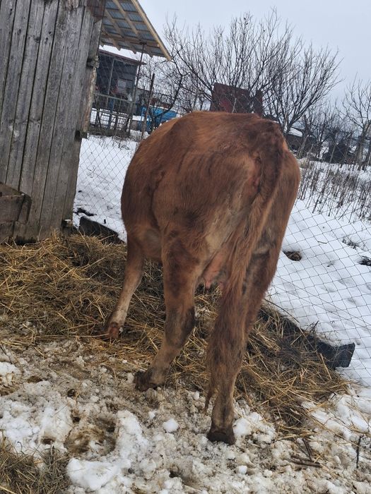 2 junici angus gata sa fete