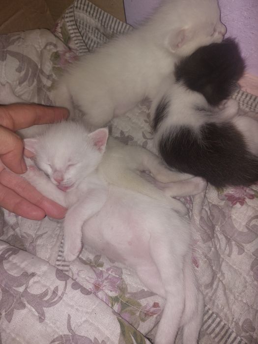 Котята в добрые руки