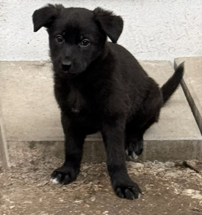 Căutăm familii pentru 4 cățelușe